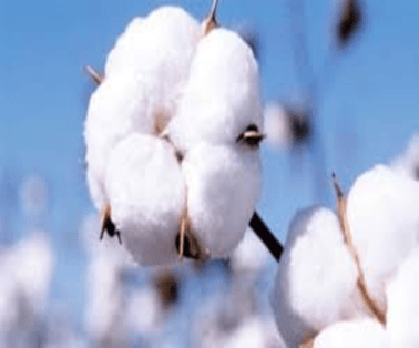 Bt Cotton